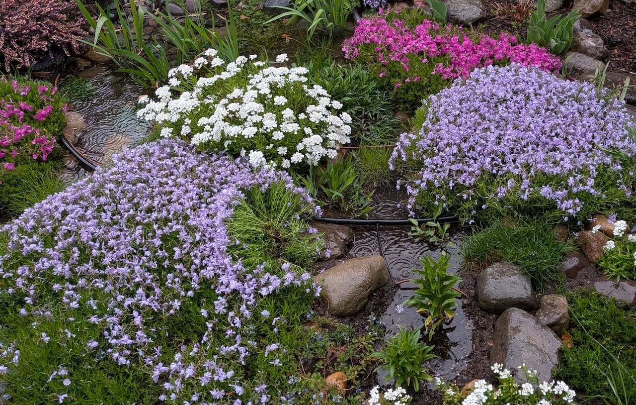 Alternative ground coverings in my front garden